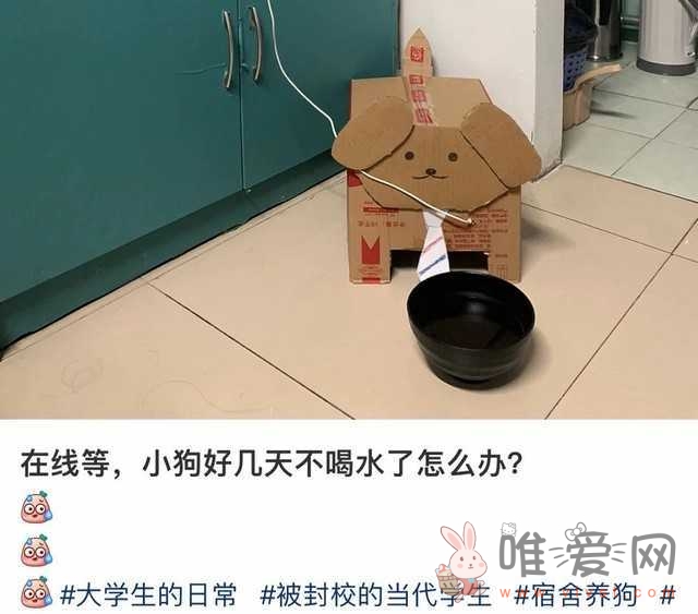 “养狗”的热潮！大学生在宿舍“养纸片狗”事件是怎么回事？