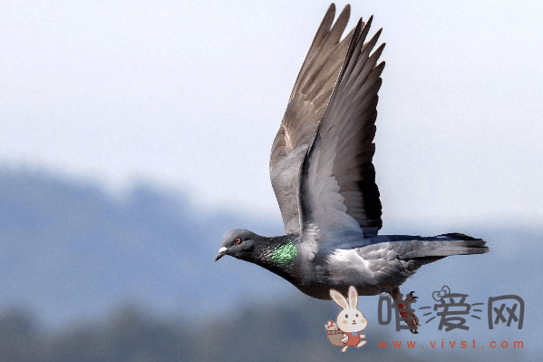 飞鸽传书鸽子怎么知道目的地的？古代飞鸽传书是真的吗？