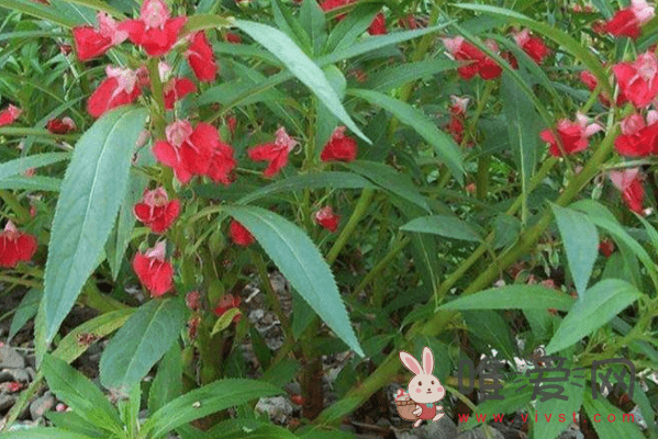 凤仙花有哪些特点？凤仙花什么时候开花？