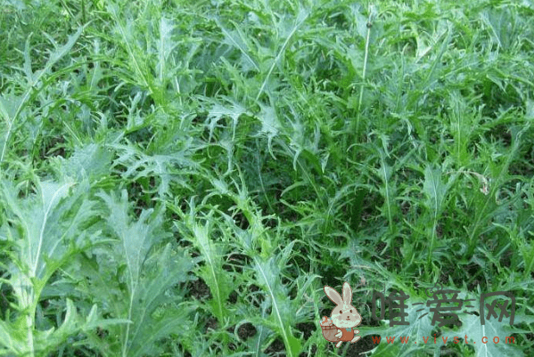 雪里红是什菜么？种植雪里红有哪些注意事项？