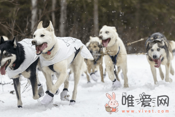 雪橇犬有哪些品种？雪橇犬三傻是哪三傻？