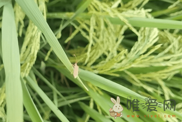 放屁虫是什么昆虫？稻蝽的危害及防治方法分享！