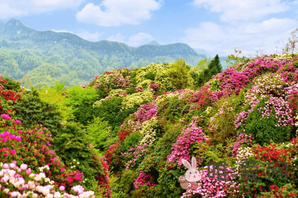 贵阳春季赏花之旅的好去处有哪些？百里杜鹃旅游攻略！