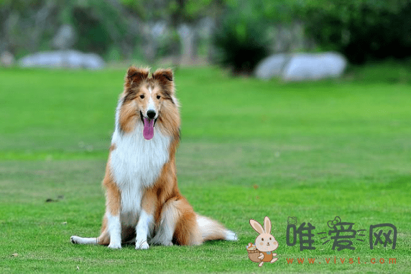 苏格兰牧羊犬喜欢吃什么？苏格兰牧羊犬喂食要点分享！